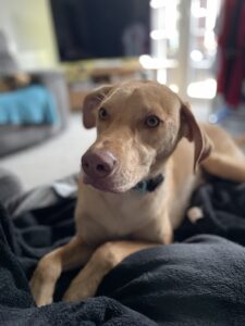 Our rescue dog Kona, the 'failed foster' who happily joined the TPHN Digital Solutions family.
